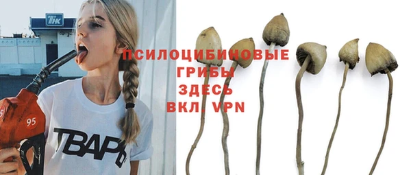 прущие грибы Алзамай